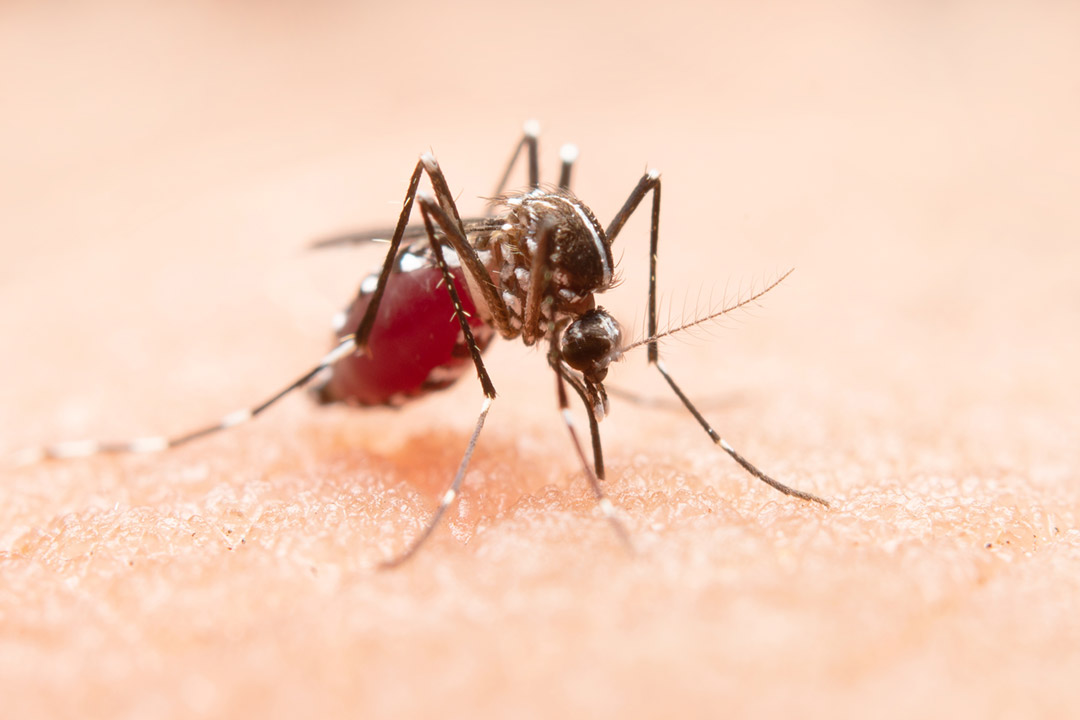 Dengue : tout savoir sur cette maladie